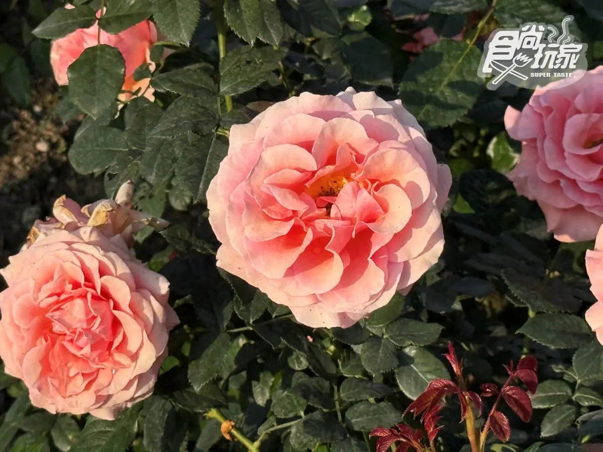 全台最大「玫瑰花園」免費拍!超過20種玫瑰接力綻放,1招免費換哈根達斯 全台最大「玫瑰花園」免費拍!超過20種玫瑰接力綻放,1招免費換哈根達斯