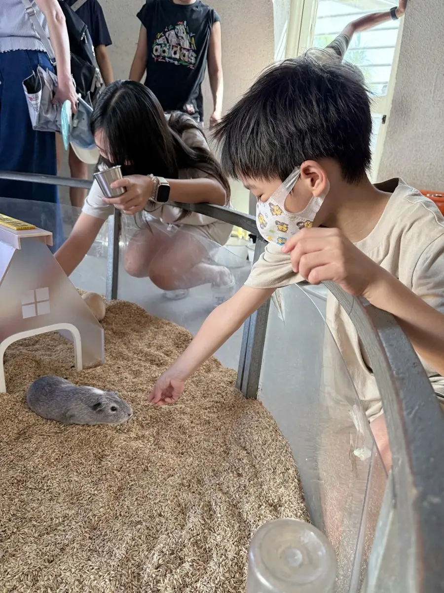 打卡宜蘭荒野風動物農場！近距離餵食呆萌水豚、抱抱小羊，還有溜滑梯球池