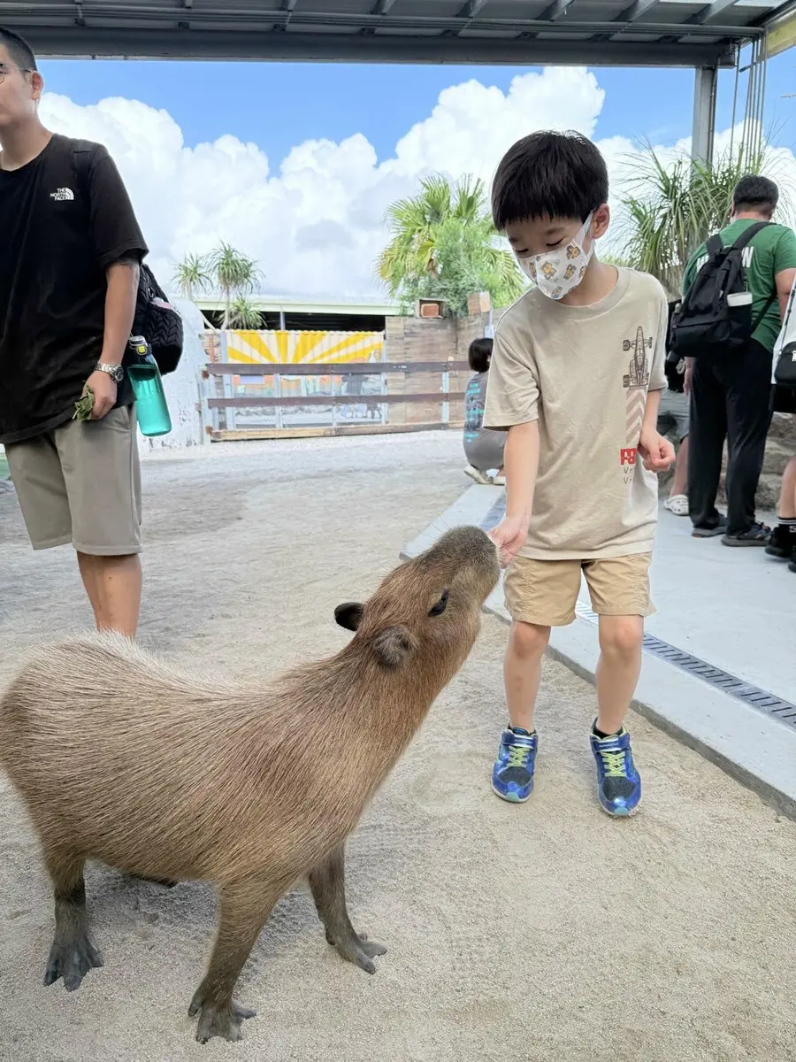 打卡宜蘭荒野風動物農場！近距離餵食呆萌水豚、抱抱小羊，還有溜滑梯球池