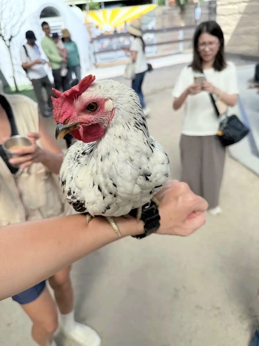 打卡宜蘭荒野風動物農場！近距離餵食呆萌水豚、抱抱小羊，還有溜滑梯球池