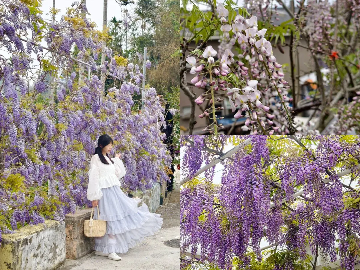 夢幻紫色花海大爆發！「2026嘉義瑞里紫藤花季」15處賞花景點推薦全攻略