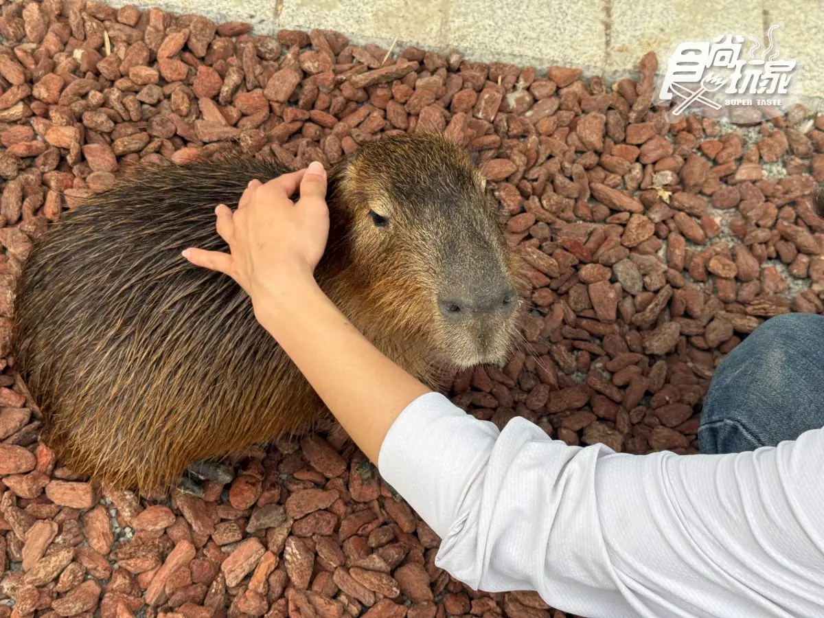 高雄最新「野森動物學校」開箱!萌寵動物近距離互動超幸福,餐飲設施一次看 高雄最新「野森動物學校」開箱!萌寵動物近距離互動超幸福,餐飲設施一次看