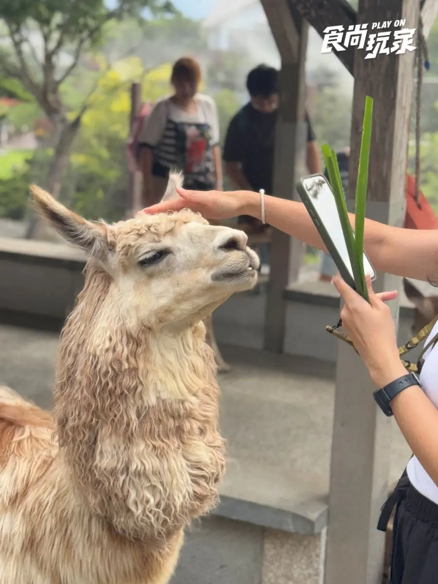 近距離互動水豚寶寶!入住宜蘭綠舞送斑比山丘門票+禮包,春季旅展優惠開搶 近距離互動水豚寶寶!入住宜蘭綠舞送斑比山丘門票+禮包,春季旅展優惠開搶