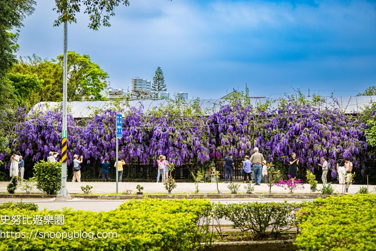 桃園大溪「錫葉藤」大爆發!免費拍夢幻紫色花海瀑布,花期1個月快把握 桃園大溪「錫葉藤」大爆發!免費拍夢幻紫色花海瀑布,花期1個月快把握