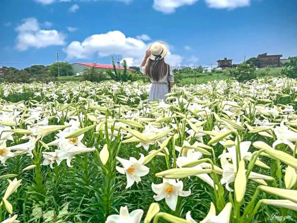仙氣純白「百合花海」在桃園!2萬朵百合母親節前綻放,門票50元盡情拍美照 仙氣純白「百合花海」在桃園!2萬朵百合母親節前綻放,門票50元盡情拍美照