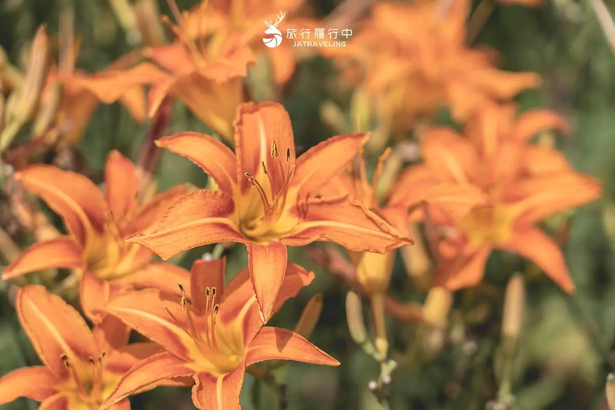 天使的花毯在這!上萬坪七彩金針花、紫色馬鞭草花海美翻,門票只要100元 天使的花毯在這!上萬坪七彩金針花、紫色馬鞭草花海美翻,門票只要100元