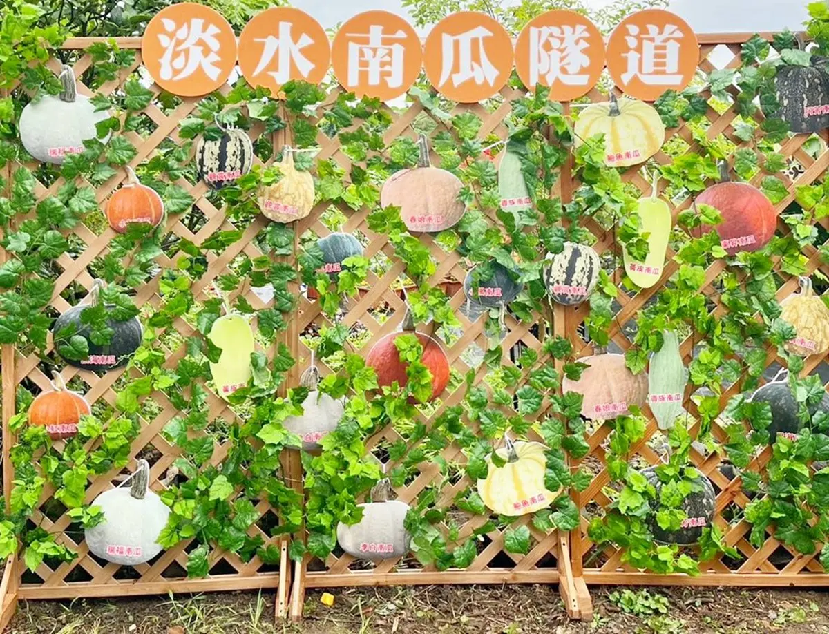 全台最長「南瓜隧道」在新北!5月免費開放參觀,超過30種造型南瓜大集合 全台最長「南瓜隧道」在新北!5月免費開放參觀,超過30種造型南瓜大集合