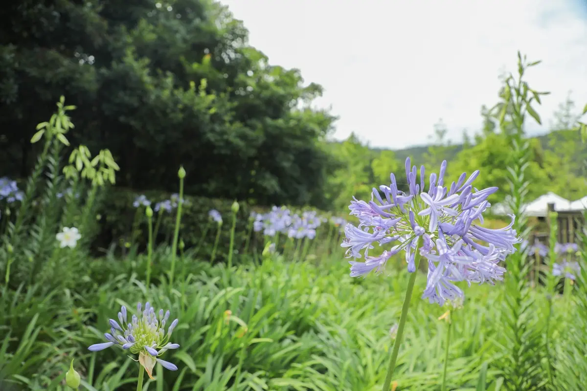 初夏最仙「紫色花海」在台北!內雙溪愛情花季5/16登場,免費入園、公車輕鬆到 初夏最仙「紫色花海」在台北!內雙溪愛情花季5/16登場,免費入園、公車輕鬆到