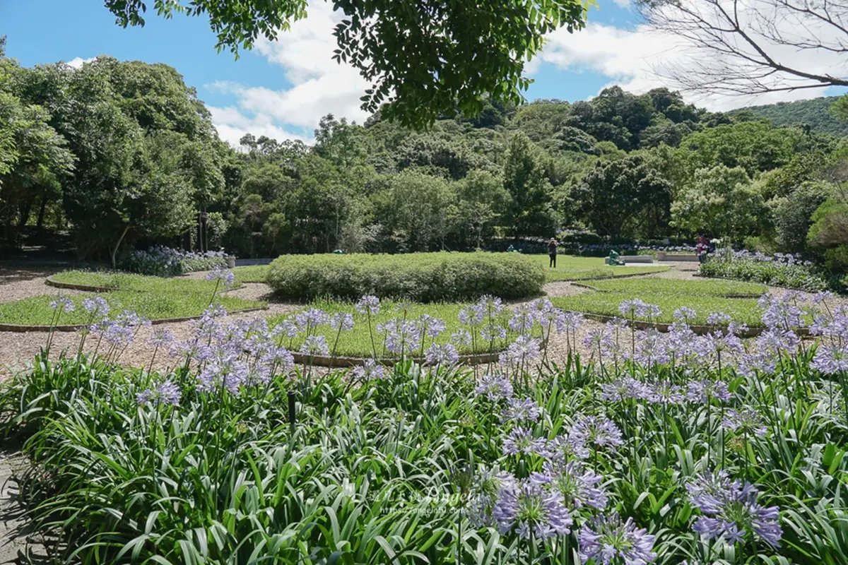 初夏最仙「紫色花海」在台北!內雙溪愛情花季5/16登場,免費入園、公車輕鬆到 初夏最仙「紫色花海」在台北!內雙溪愛情花季5/16登場,免費入園、公車輕鬆到