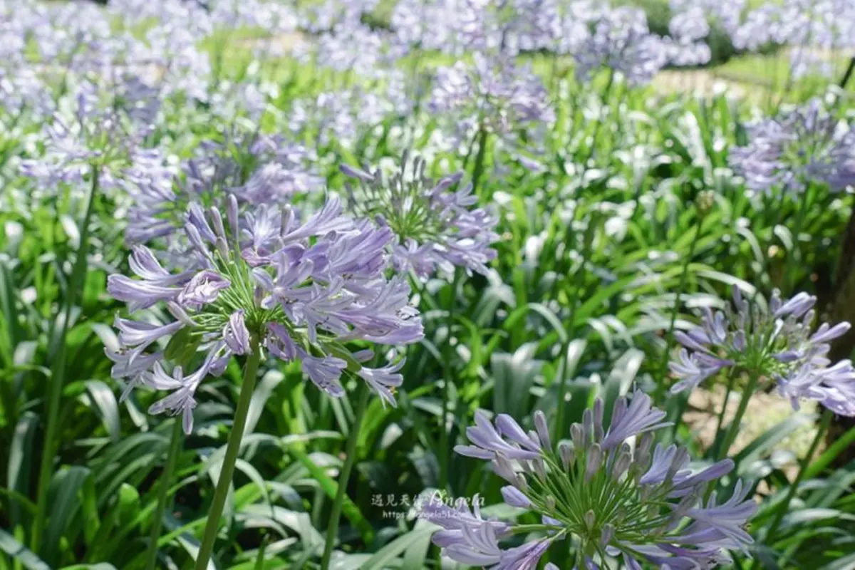 初夏最仙「紫色花海」在台北!內雙溪愛情花季5/16登場,免費入園、公車輕鬆到 初夏最仙「紫色花海」在台北!內雙溪愛情花季5/16登場,免費入園、公車輕鬆到