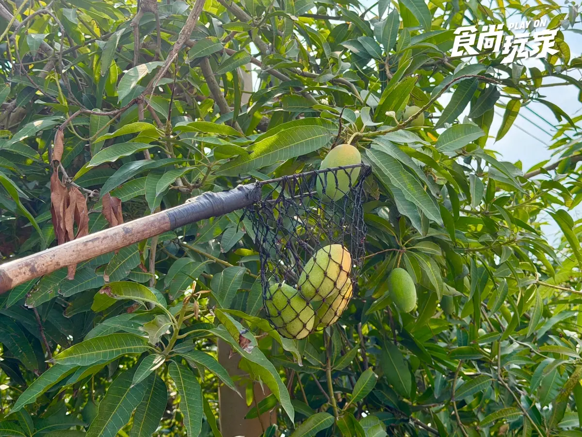 家樂福「芒果買2送1」快衝!愛文芒果價格「大腰斬」跌破百元,免費送金煌芒果 夏季最夯水果特價!農民親授「西瓜、芒果」挑選方式,口感+必吃推薦一次看
