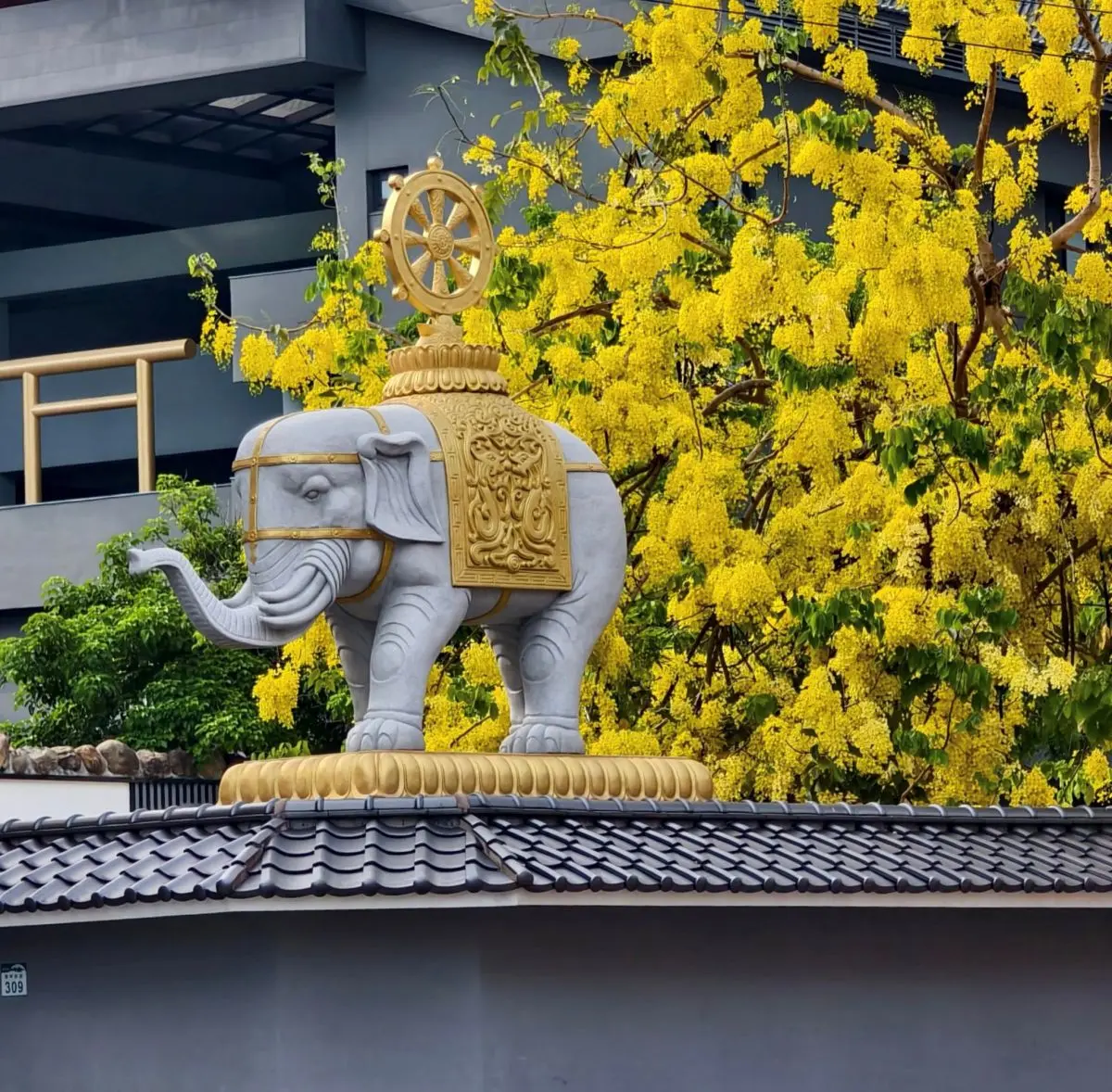 這不是日本!高雄隱藏版「阿勃勒森林」免費拍,古樸佛寺下起黃金雨超浪漫 這不是日本!高雄隱藏版「阿勃勒森林」免費拍,古樸佛寺下起黃金雨超浪漫