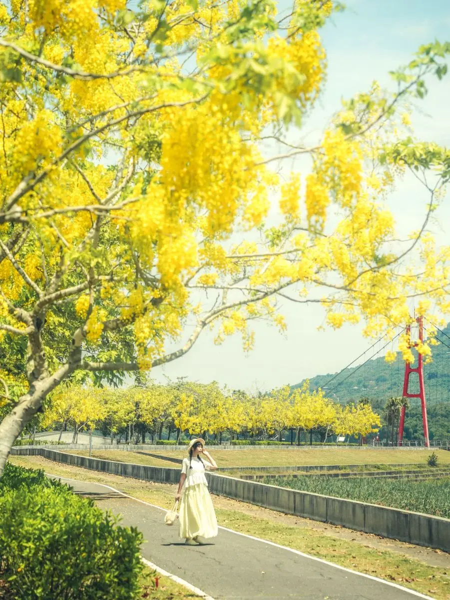 高雄下起夢幻黃金雨!絕美阿勃勒自行車道藏在這,加碼推薦16處免門票祕境 高雄下起夢幻黃金雨!絕美阿勃勒自行車道藏在這,加碼推薦16處免門票祕境