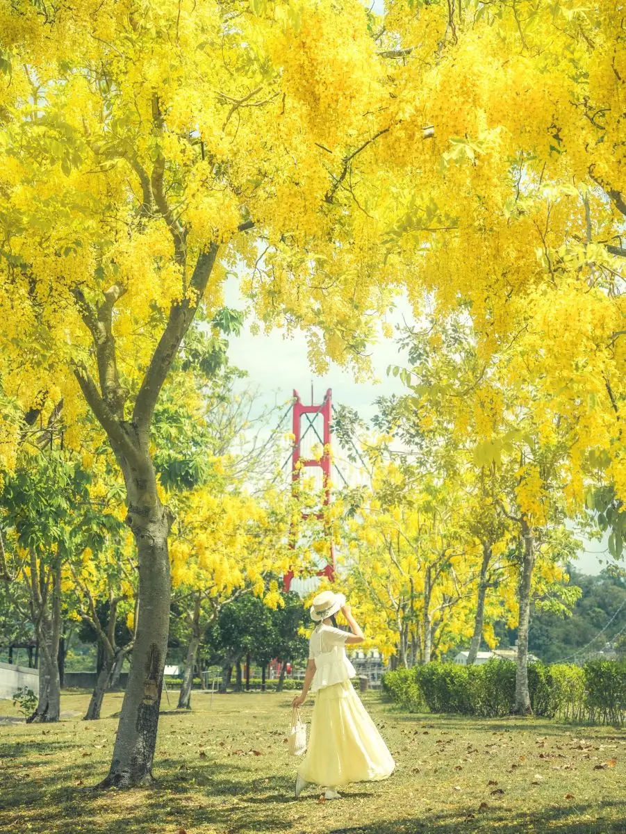 高雄下起夢幻黃金雨!絕美阿勃勒自行車道藏在這,加碼推薦16處免門票祕境 高雄下起夢幻黃金雨!絕美阿勃勒自行車道藏在這,加碼推薦16處免門票祕境