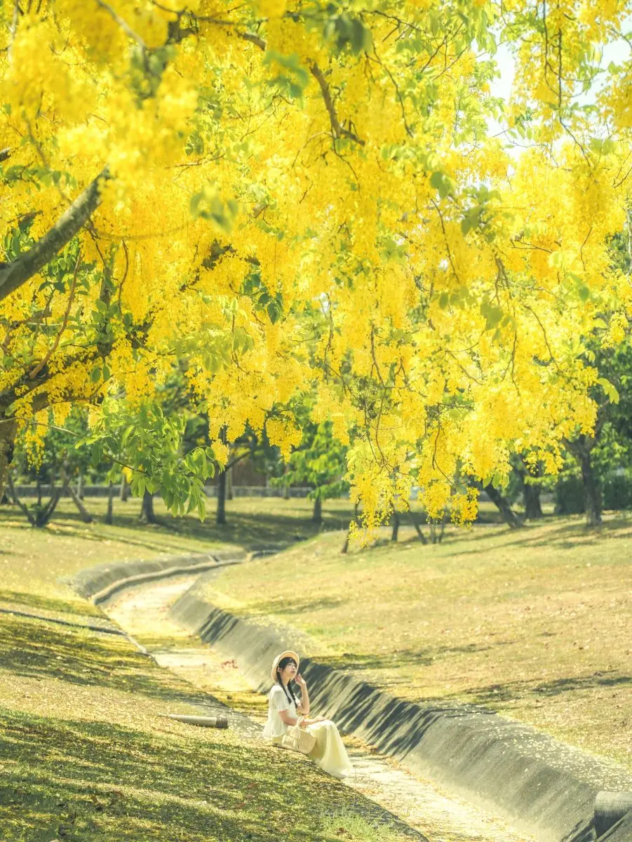 高雄下起夢幻黃金雨!絕美阿勃勒自行車道藏在這,加碼推薦16處免門票祕境 高雄下起夢幻黃金雨!絕美阿勃勒自行車道藏在這,加碼推薦16處免門票祕境