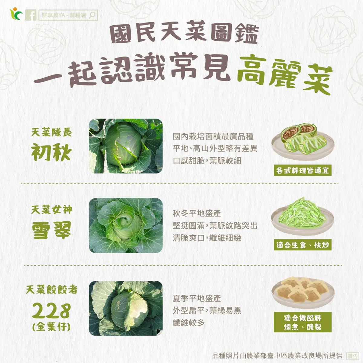 高麗菜買回家別直接放冰箱!菜販教1招保存1週仍脆甜,加碼功效禁忌料理法 高麗菜買回家別直接放冰箱!菜販教1招保存1週仍脆甜,加碼功效禁忌料理法