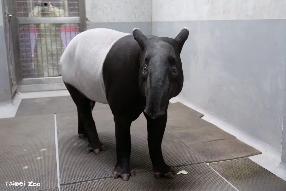 木柵動物園「夜間開放」暑假登場!超萌小貓熊、馬來貘報到,暑期營隊快搶訂 木柵動物園「夜間開放」暑假登場!超萌小貓熊、馬來貘報到,暑期營隊快搶訂