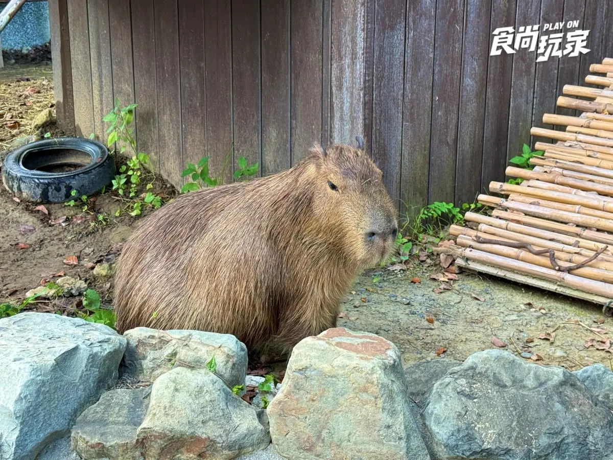 《動物森友會》角色出沒Xpark!免費玩任天堂遊戲機送貼紙,8折星光票回歸 《動物森友會》角色出沒Xpark!免費玩任天堂遊戲機送貼紙,8折星光票回歸