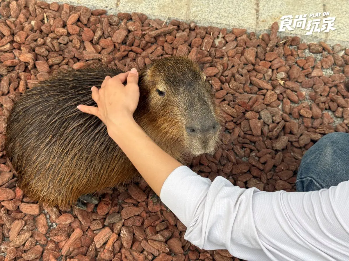 對身分證免費入園!暑假8月樂園景點門票優惠:壽星優待、父親節、買一送一 高雄最新「萌寵森林動物園」暑假優惠!大人購票小孩免費,體驗近距離餵食互動
