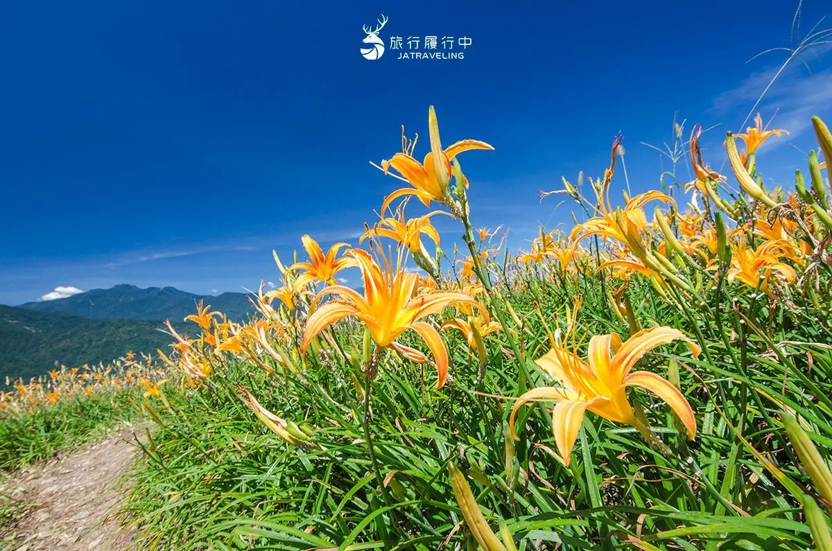 2026花蓮金針花季開跑!合照卡娜赫拉巨型氣球,賞花景點推薦、即時花況直播 2026花蓮金針花季開跑!合照卡娜赫拉巨型氣球,賞花景點推薦、即時花況直播