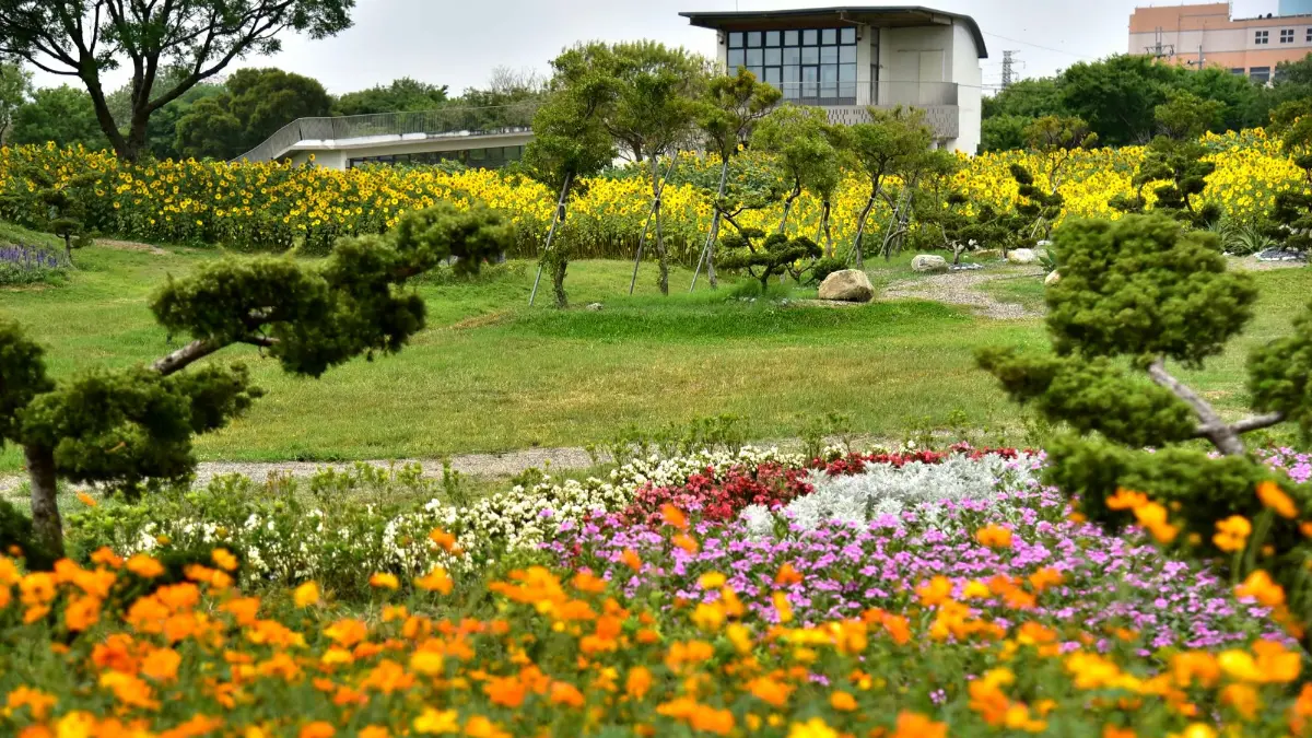 全台7大向日葵花海!1.2公頃免費花海、金黃落羽松秘境、紅色鐵橋同框 全台7大向日葵花海!1.2公頃免費花海、金黃落羽松秘境、紅色鐵橋同框