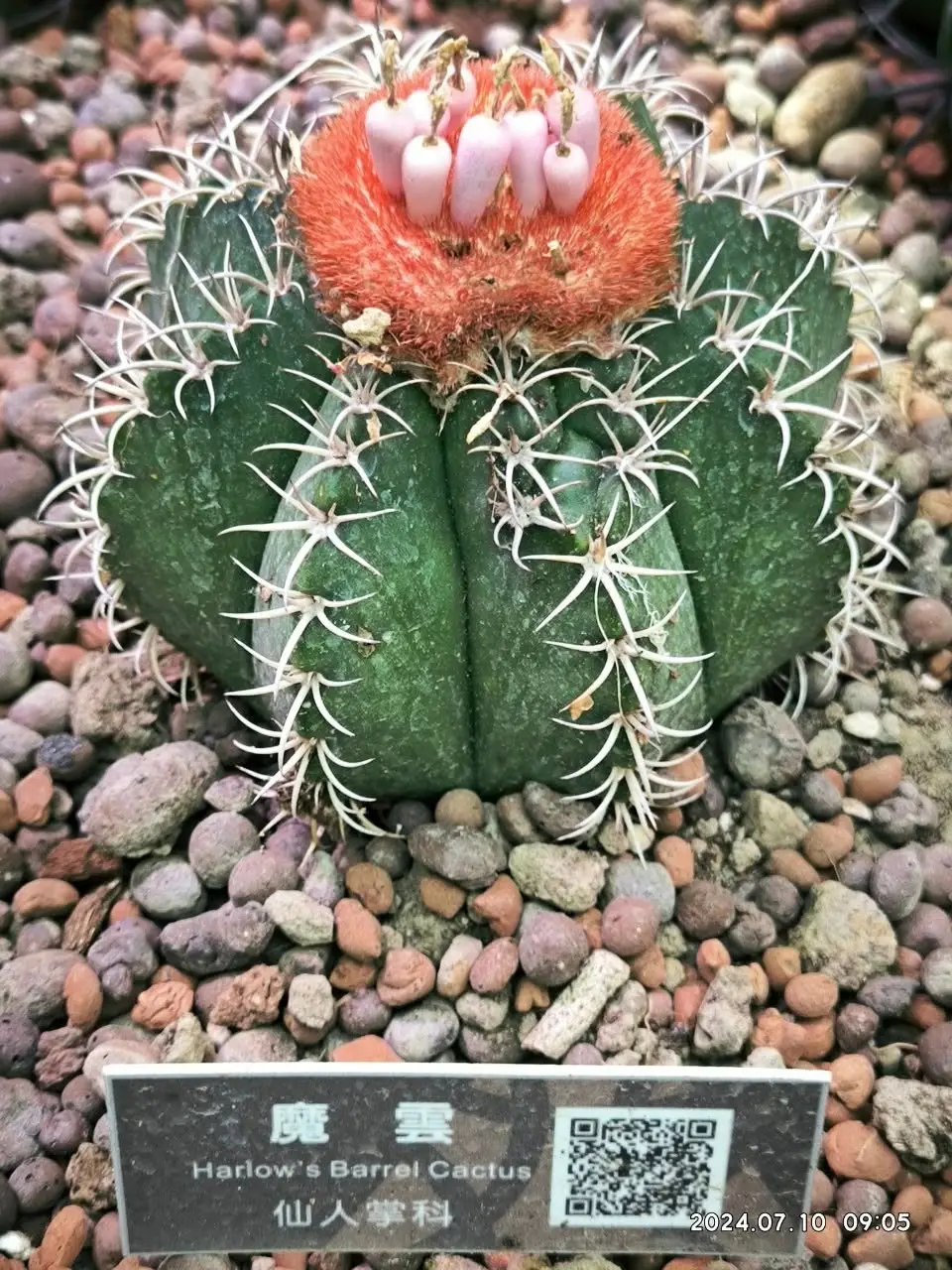 台北私房景點！這座植物園免門票、冷氣超強，外面有迷宮花園、巨型溜滑梯