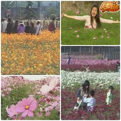 賞花逗鬧熱 高雄小旅行