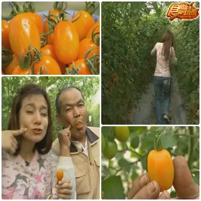 賞花逗鬧熱 高雄小旅行 賞花逗鬧熱 高雄小旅行