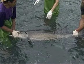 熱血蘭陽之美食黃金傳說