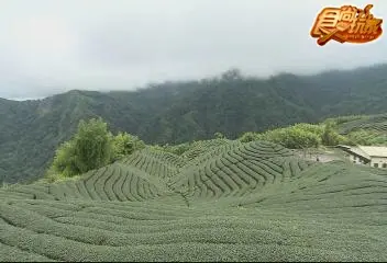 南投-太極美地饕客遊 南投-太極美地饕客遊