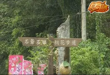 老饕新竹賞桐全指南 老饕新竹賞桐全指南