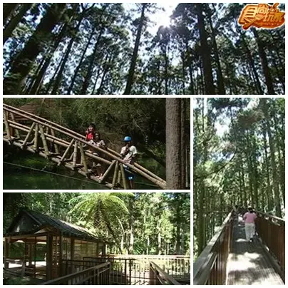 溪頭避暑小旅行