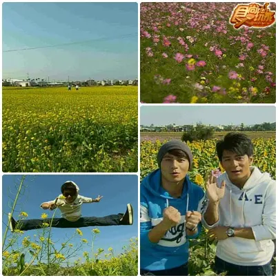 苗栗 苑裡賞花 吃好料之旅
