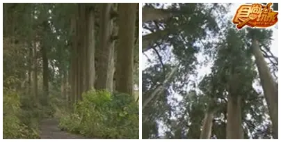 從東京出發 箱根賞楓郊遊去