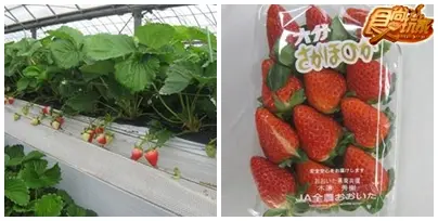 日本好好玩  大分超夯美食吃不停