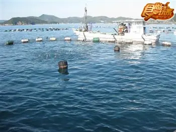 日本好好玩  愛媛水果海鮮吃翻天