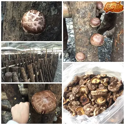 大口吃隨興玩！谷關溫泉兩天一夜之旅！