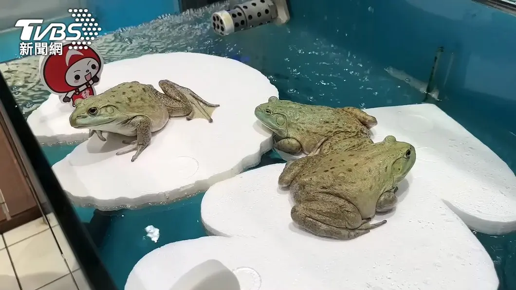 寵物還是食物?大潤發竟有販售活牛蛙,還有代客處理服務 圖/TVBS 寵物或食物?量販店售「活牛蛙」 民眾:不敢吃